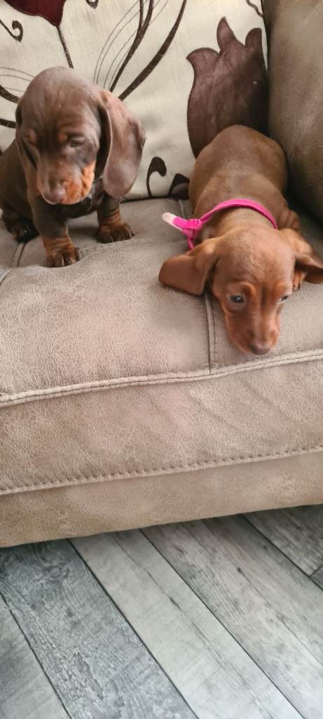 Dachshund 