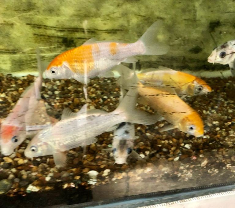Koi Carp for Sale