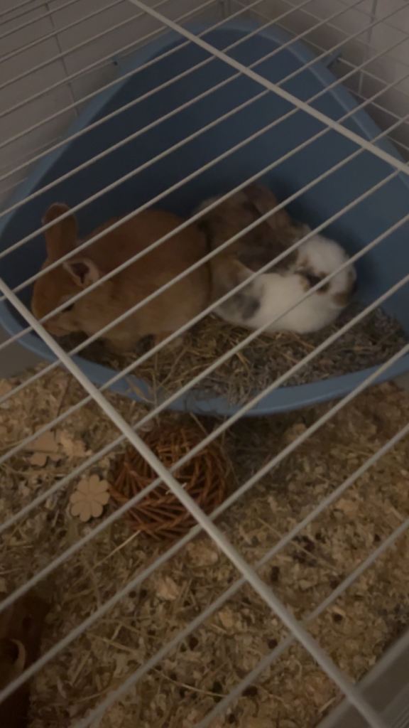 Rabbits