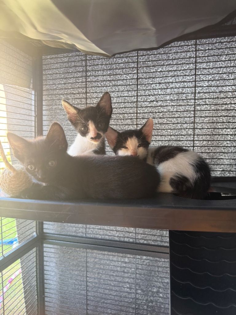 Kittens from Cornish Rex Mum 