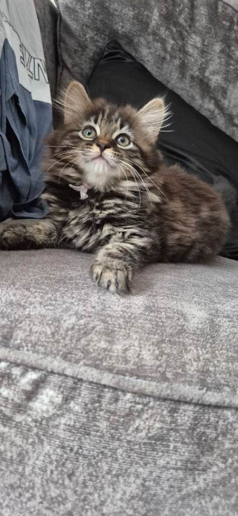 Ragdoll x kittens 
