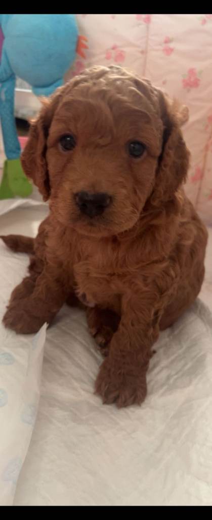 1 Boy Miniature F3 cockapoo 