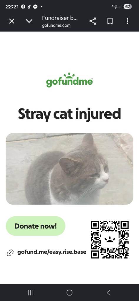 Injured stray cat