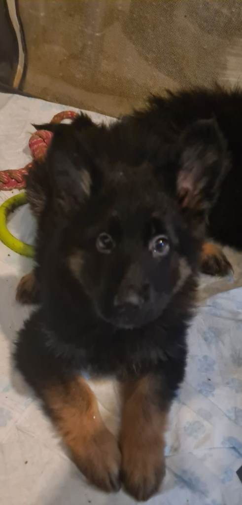 German shepherd pups