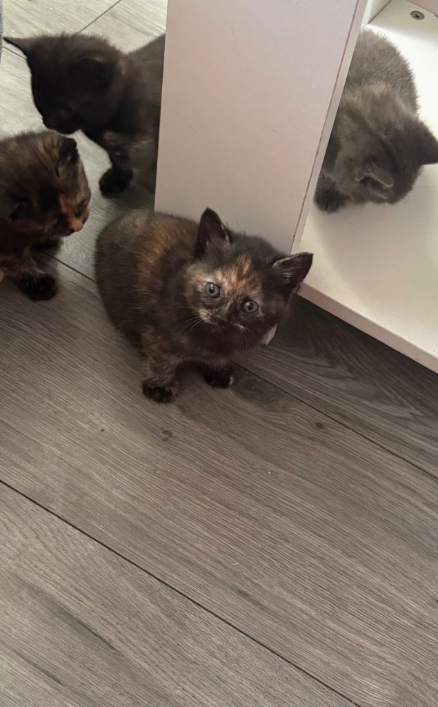 Mixed cat 