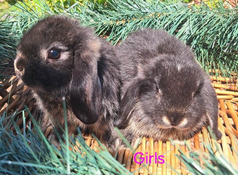 Dwarf Lop Pet Rabbits
