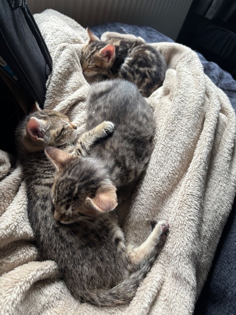 Bengal x domestic shorthair 