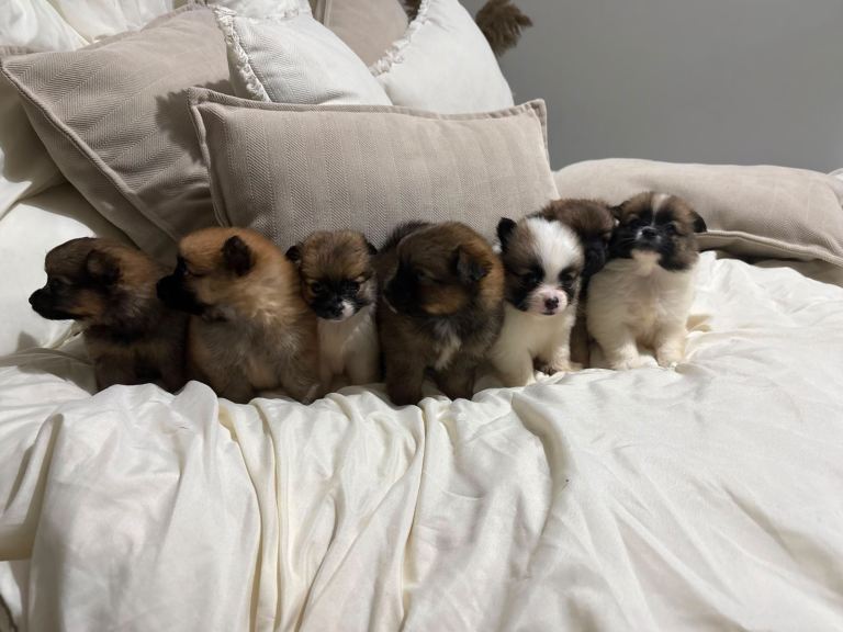 Pomeranian 7 week old puppies