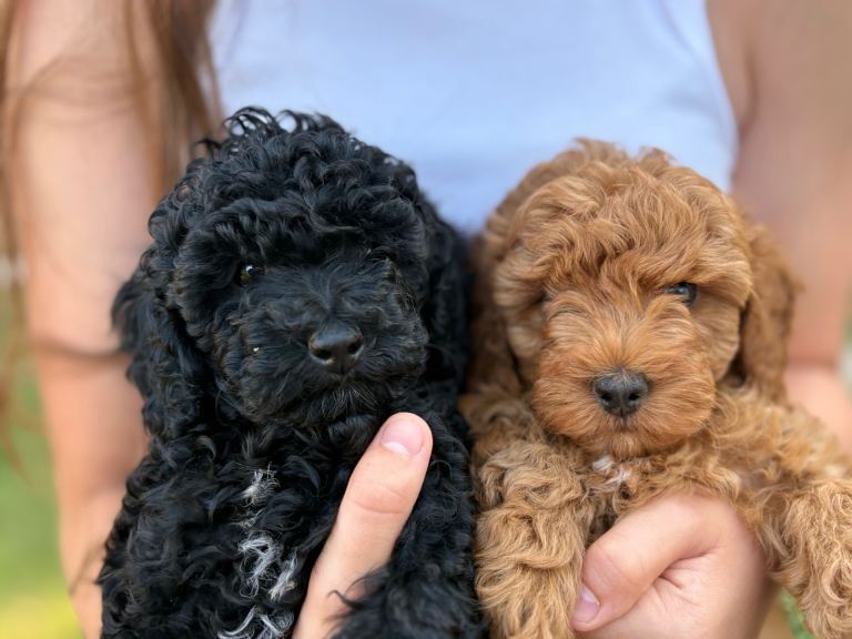 Beautiful F1b Cavapoo Girls Looking for Their Forever Homes