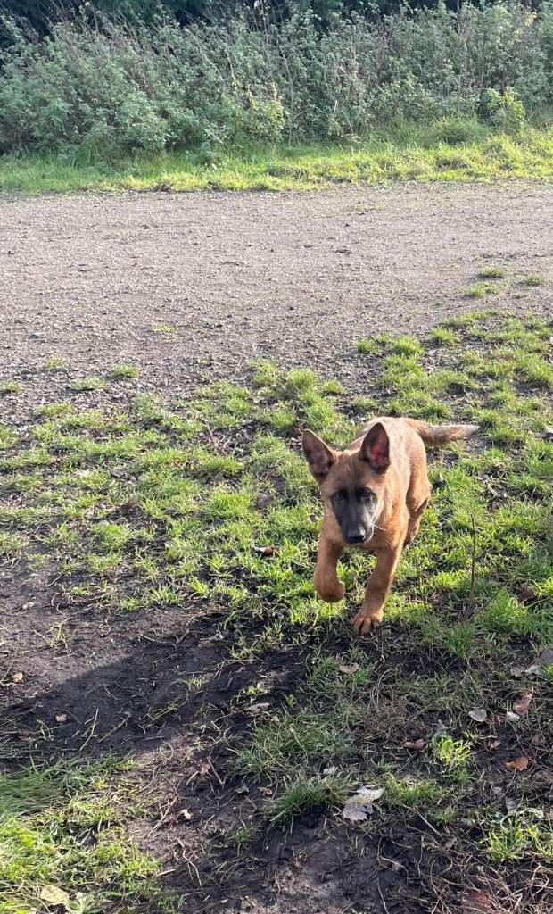 German shepherd puppies for sale 