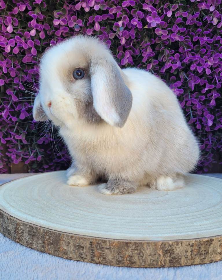 Purebred mini lop Adult/ bunnies available 