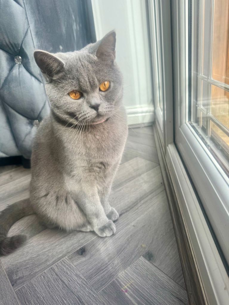 GCCF British Blue Shorthair 