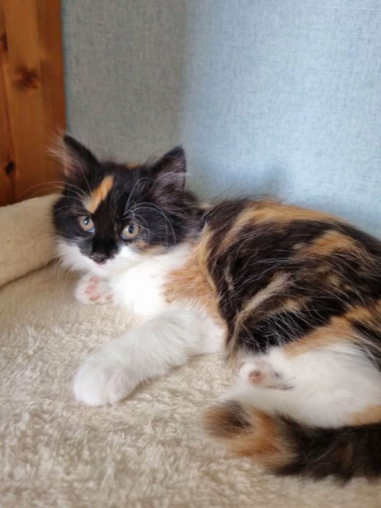 Kittens for sale