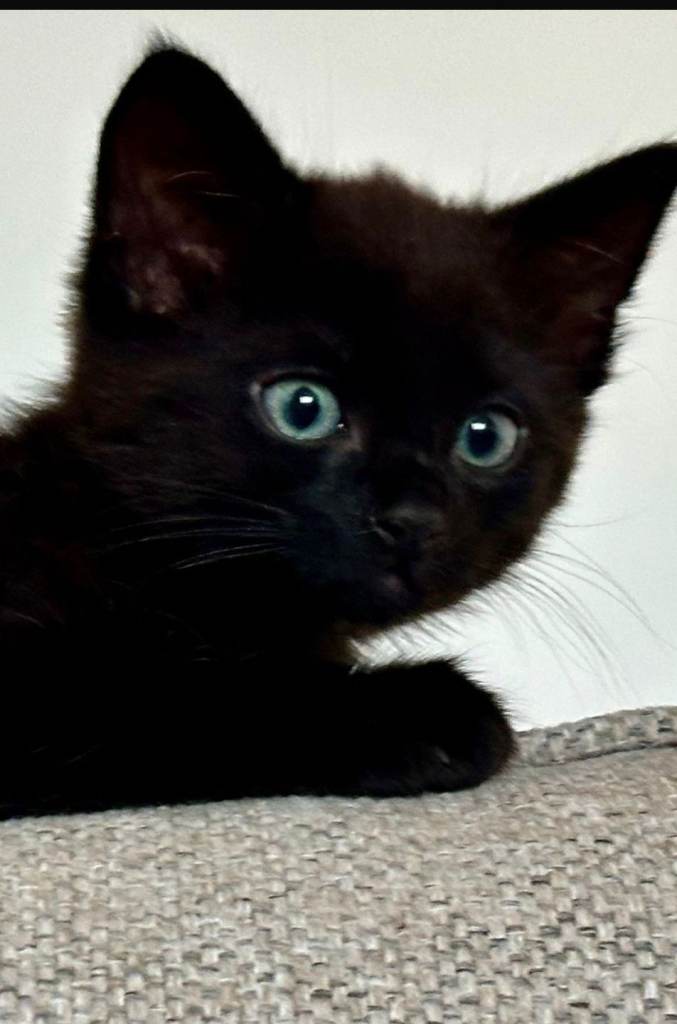 Black kittens 
