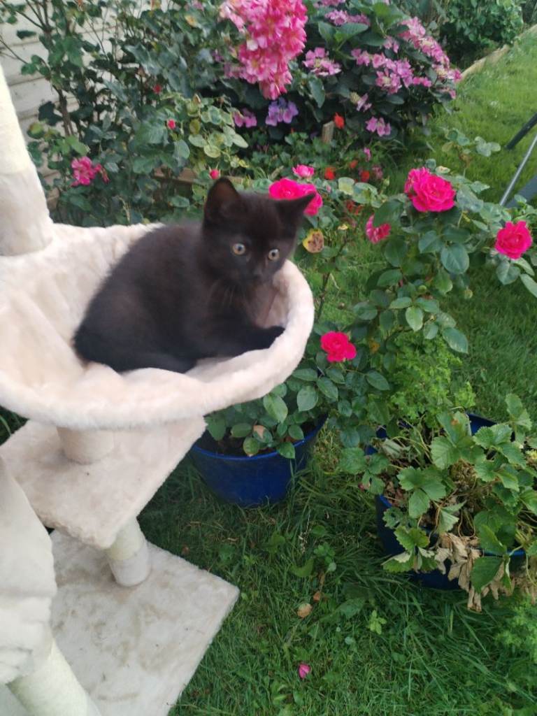 Black Kittens 
