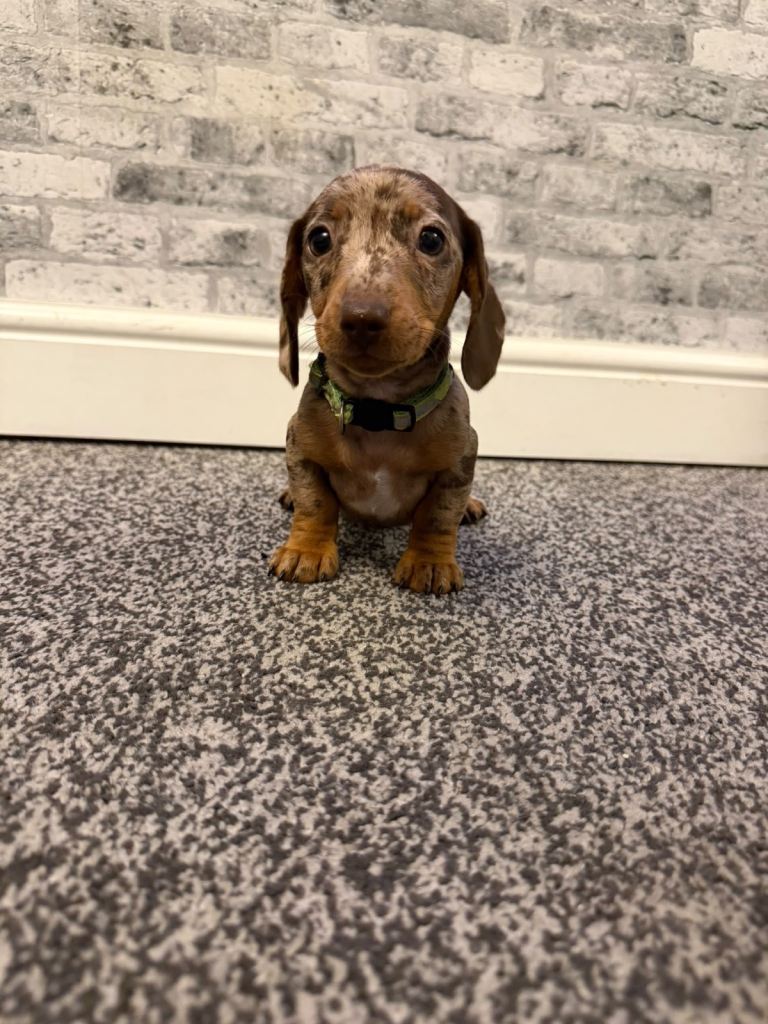 Beautiful Baby Boy mini Dachshund 