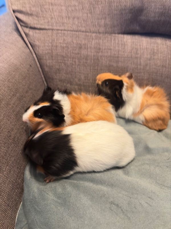 3 baby guinea pig boys