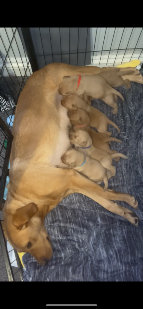 6 Stunning Labradoodle Puppies 