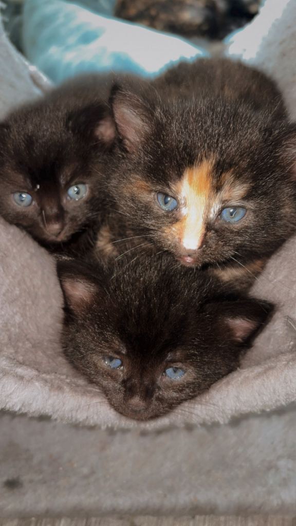 Kittens from tortoise shell mother 