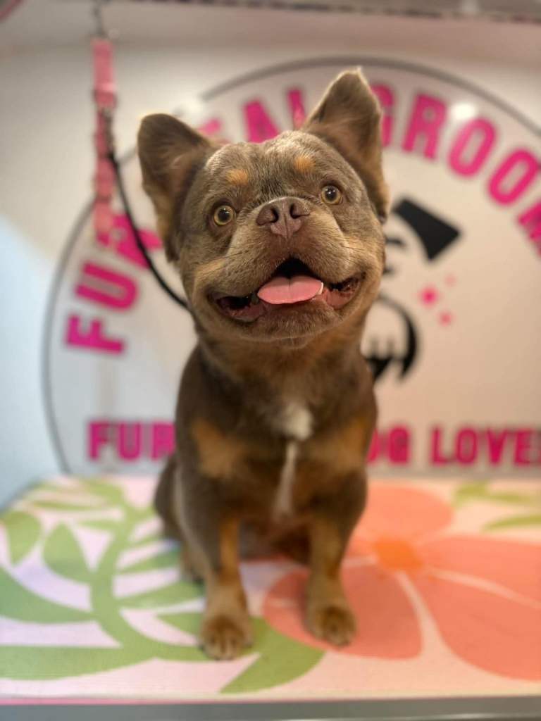Frenchie
