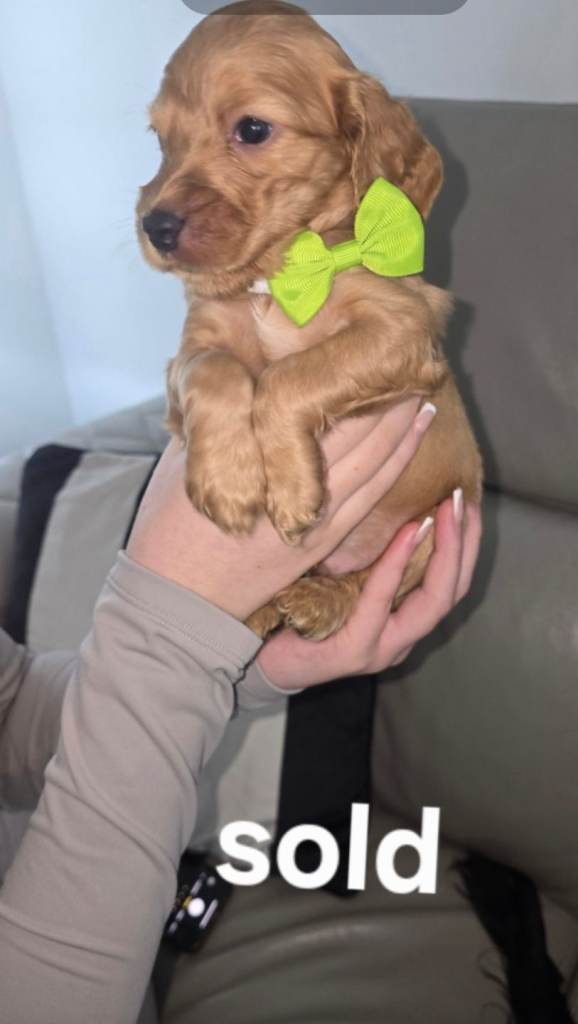 Cockerspaniel puppies 