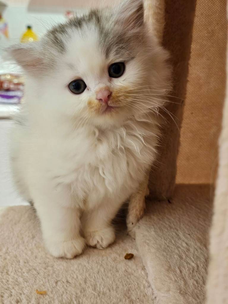 Pretty Persian cross kittens