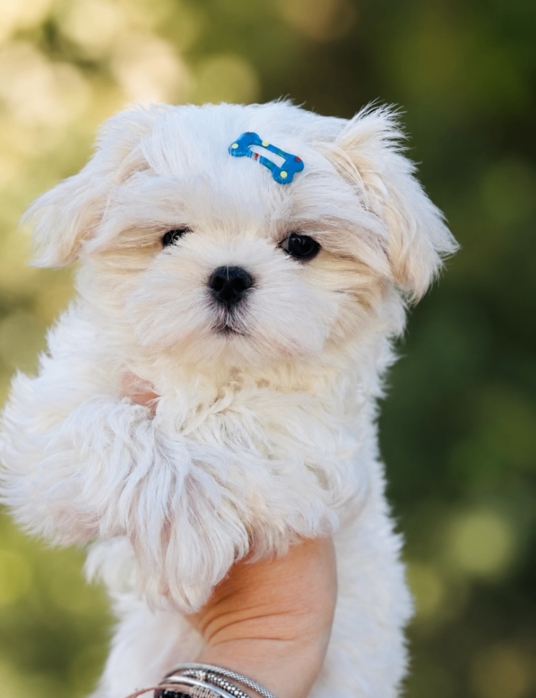 Last Korean Maltese Boy left 🐾 KC Registered🏆