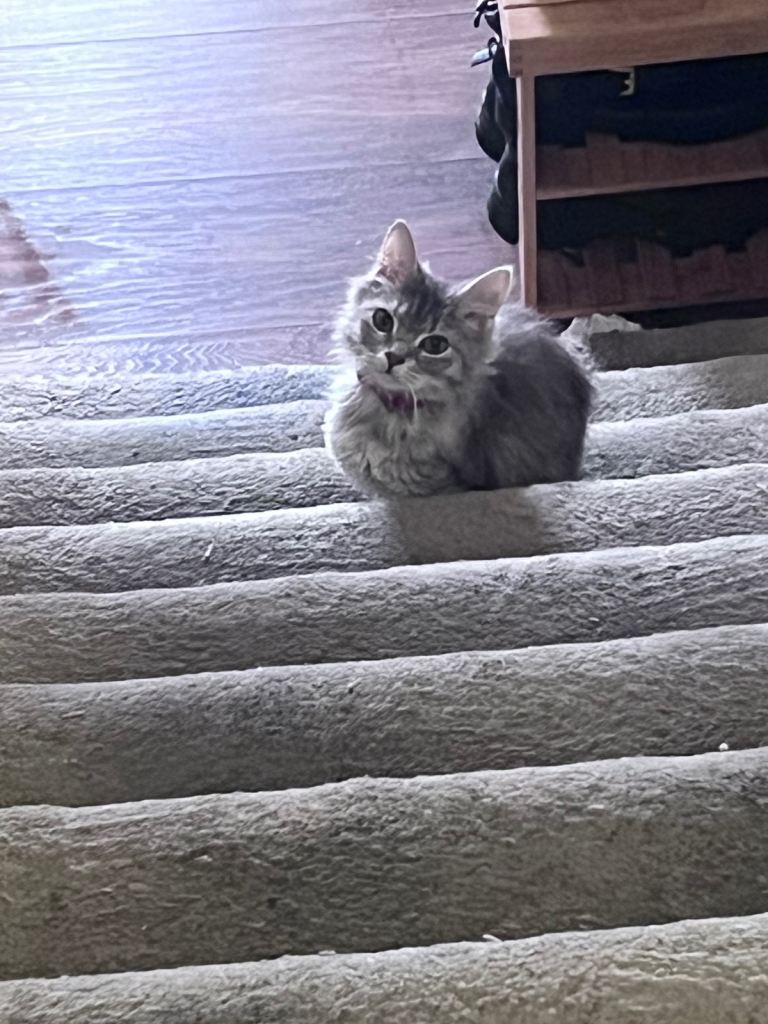 Long hair grey kitten 
