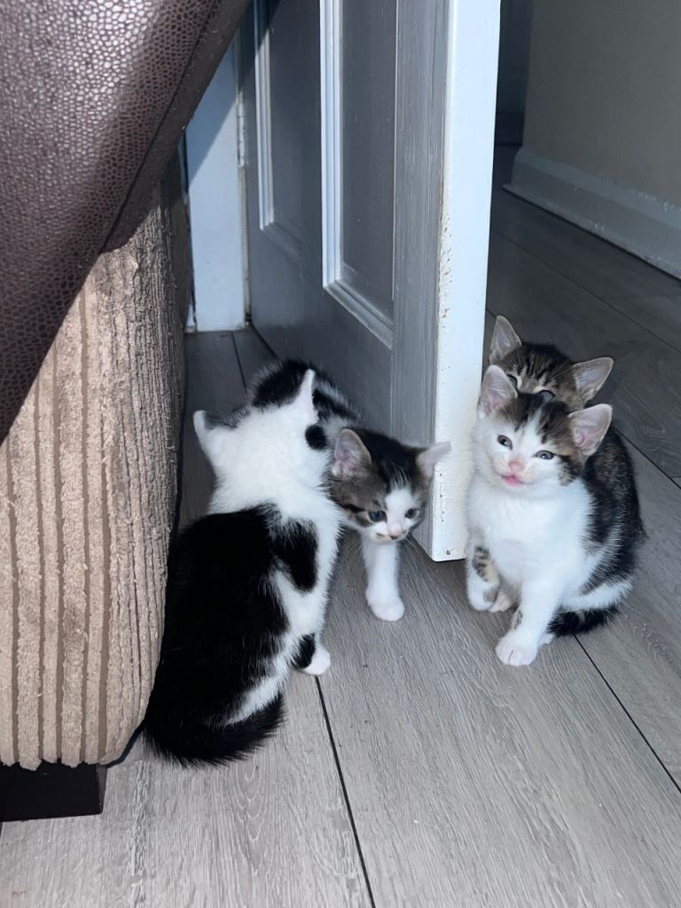 Kittens 