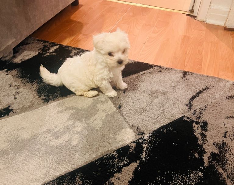 Pure Maltese 