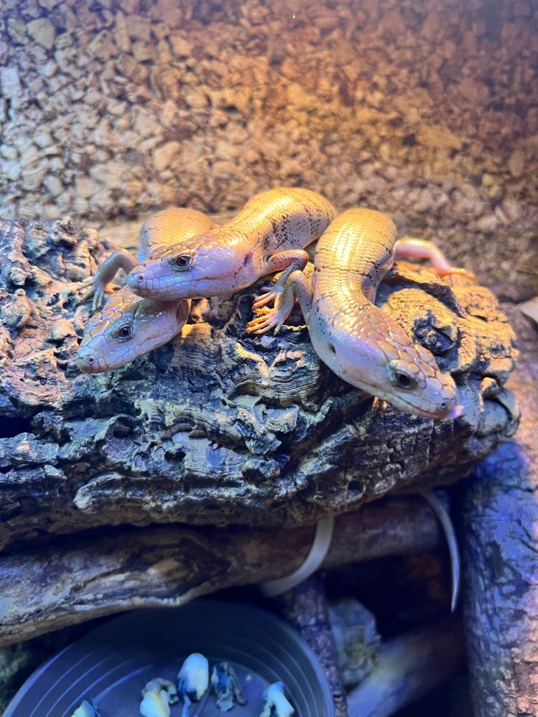 6x Pink tongue skinks (Cyclodomorphus gerrardii)