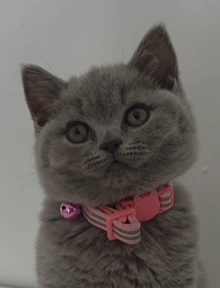 British Shorthair Beautiful Girl/Female 9 weeks old