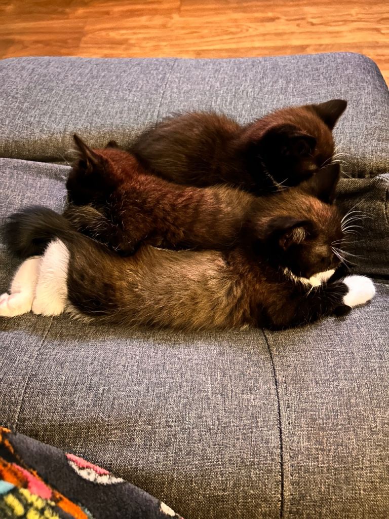 Kittens