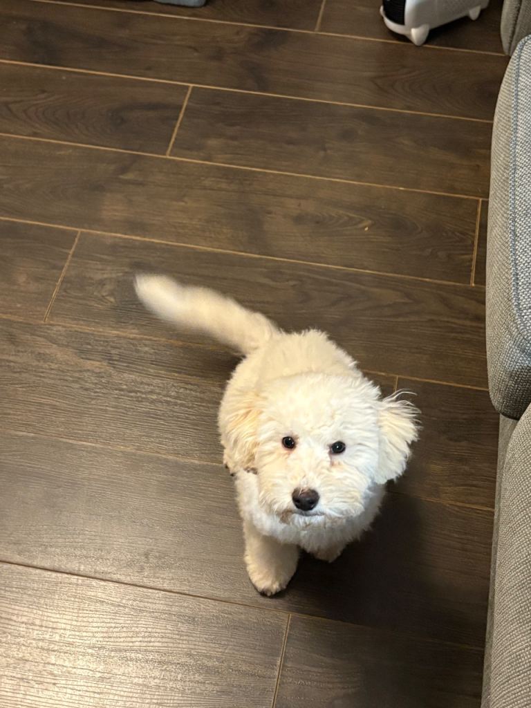 Bichon frisé pup 