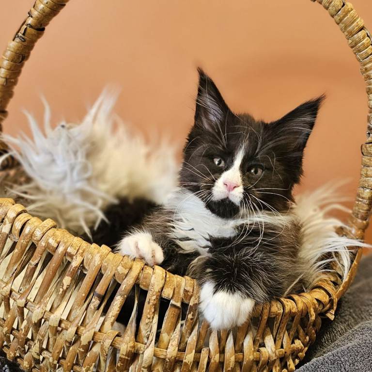 🐾 Two Last Maine Coon Brothers Looking for Their Forever Homes 🐾