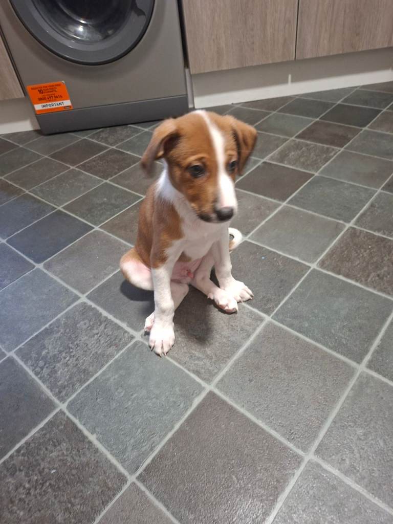 Jack russel whippet x golden doodle