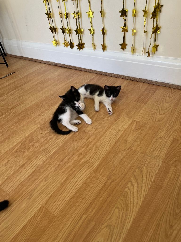 Kittens