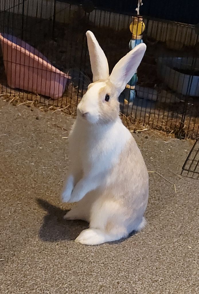 Adult female rabbit for sale