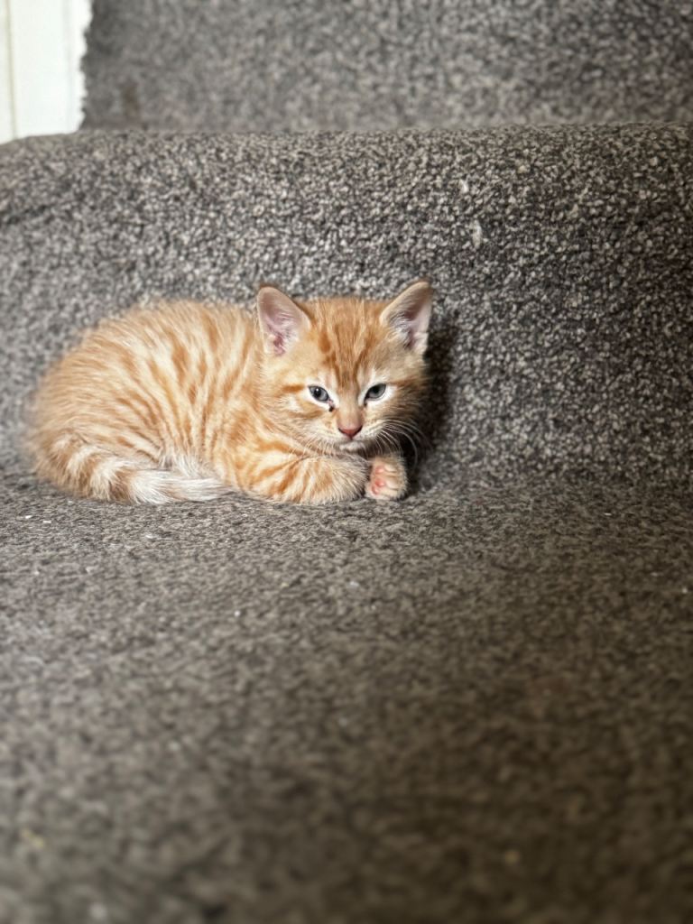 3 little kittens for sale 