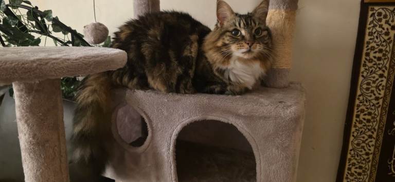 NORWEGIAN FOREST AND TAVBY MIXED 