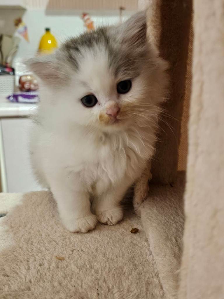 Pretty Persian cross kittens