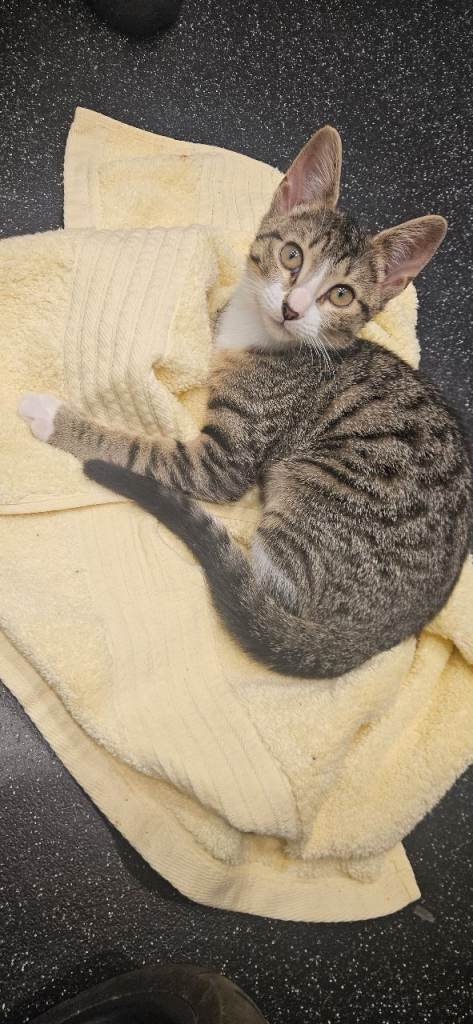 Kitten for sale