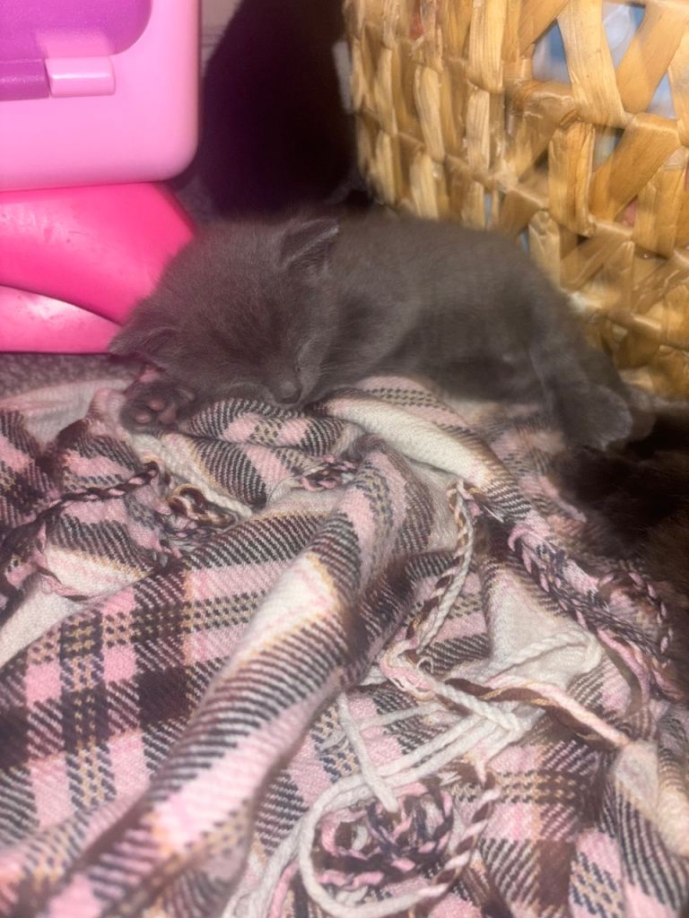 Grey and black kittens