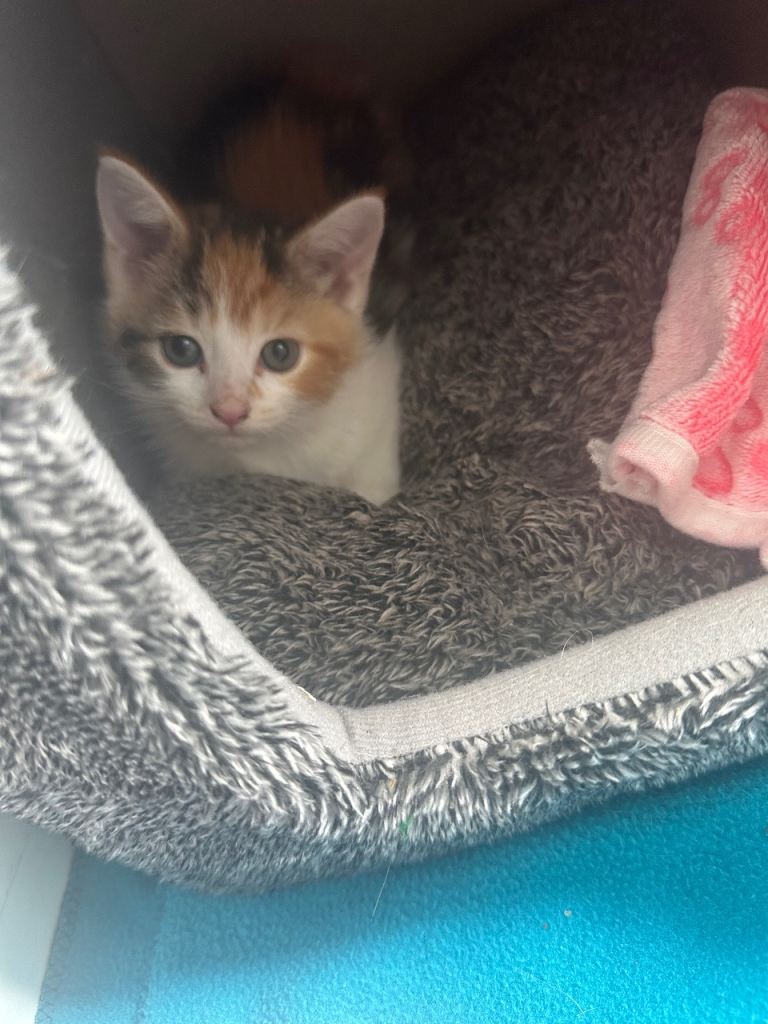 Calico kitten 