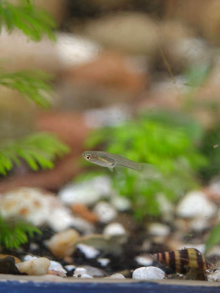 Endler guppy fry, other guppies available 