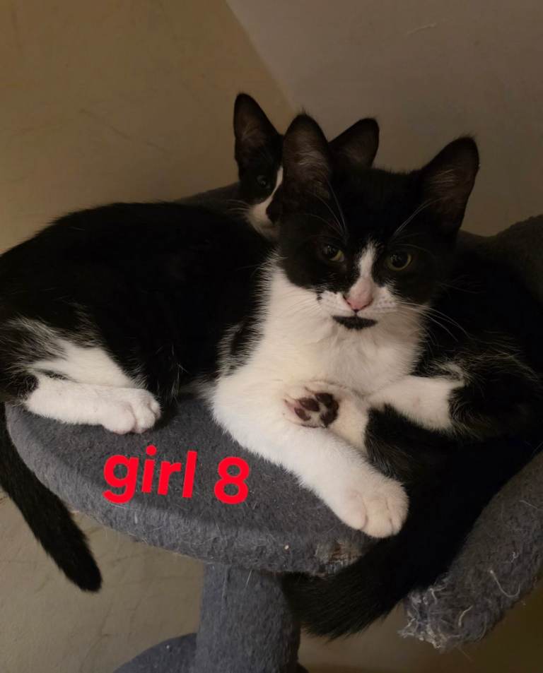 1 Beautiful kitten for sale looking for forever loving homes 