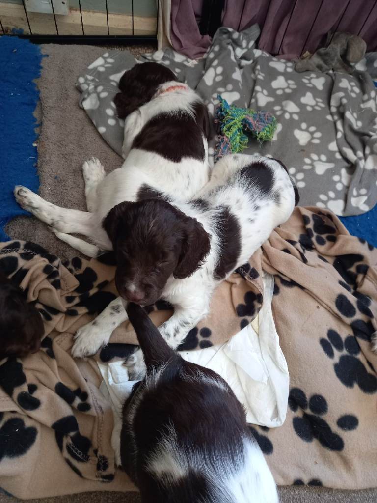 ONLY 1 DOG PUP LEFT,KC REGISTERED ENGLISH SPRINGER SPANIEL PUPS