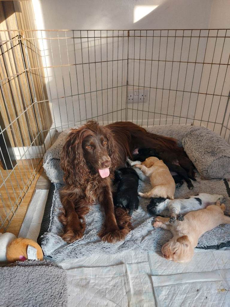 Stunning Sprocker Pups For Sale