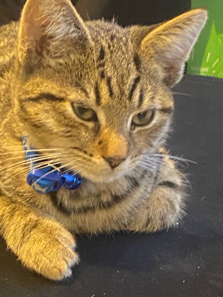 5 month old kitten 