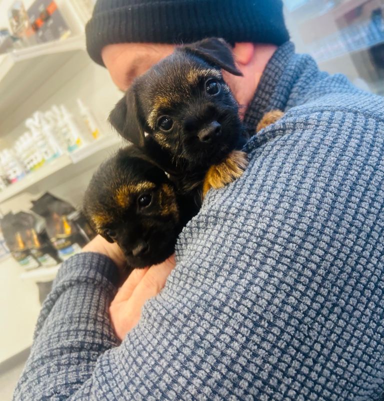 Border terrier puppy’s for sale 
